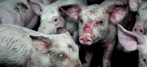 Souffrance animale : un élevage porcin épinglé par L214