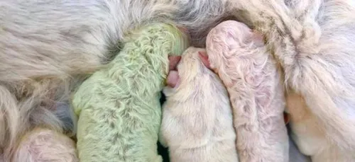 Une femelle labrador donne naissance à un chiot vert ! (Photo)