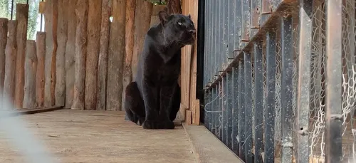 Il paye 150 dollars pour jouer avec une panthère noire, la séance...