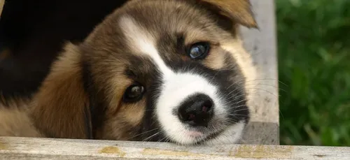 Dordogne : la SPA surpeuplée avant les vacances d'été