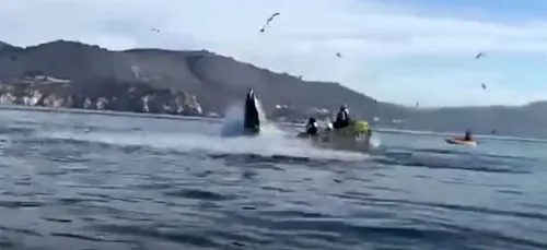 Une baleine engloutit d’un coup deux femmes en kayak sur une plage...