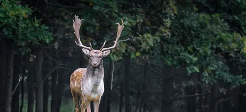 Un cerf s'enfuit avec le fusil de son chasseur