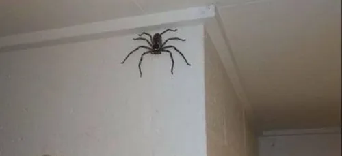 Il partage la photo d'une araignée géante, la police débarque chez...