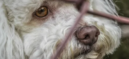 Abandon d'animaux de compagnie : jusqu'à trois ans d'emprisonnement