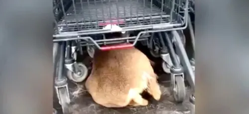 Un chevreuil blessé poursuivi jusqu'au parking d'un supermarché par...