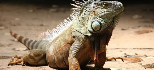 Les météorologistes alertent sur "une pluie d'iguanes" prévue en...