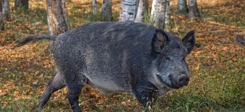 Un sanglier capturé dans un immeuble à Agen (Vidéo)