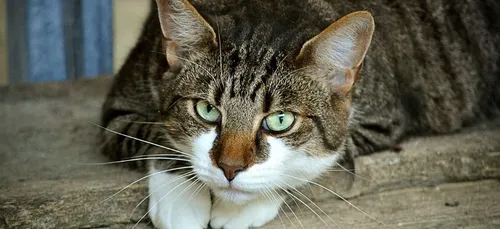 Être propriétaire d'un chat non-identifié vous coûtera désormais...