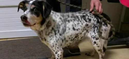 La SPA fermée, une chienne âgée jetée par-dessus le portail