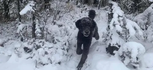 Homme ou chien ? Cette illusion d'optique divise la toile (Photo)