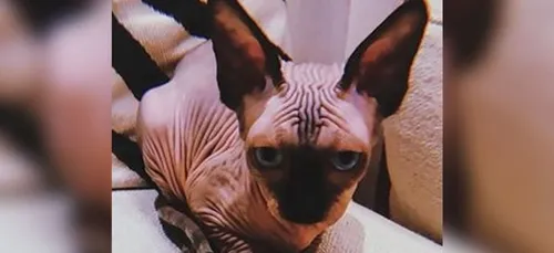 Gravement blessé en Italie, le chat de Cristiano Ronaldo rapatrié...