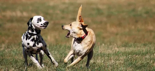 Voici la race de chien élue la plus belle au monde selon la science