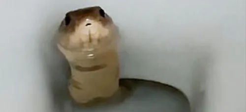Un cobra vivant découvert dans les toilettes d'une maison (vidéo)