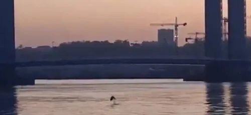 Bordeaux : un dauphin aperçu dans la Garonne (vidéo)