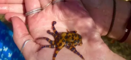 Elle pose avec une pieuvre très dangereuse et mortelle sans le...