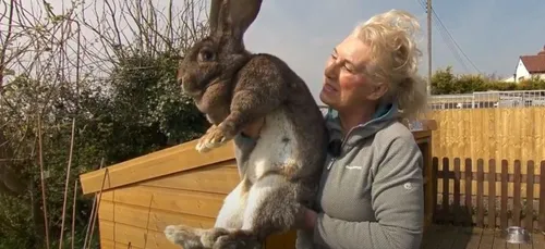 Le plus grand lapin du monde volé, une récompense est offerte pour...