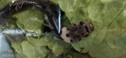 Un serpent découvert dans une salade achetée en supermarché (Vidéo)