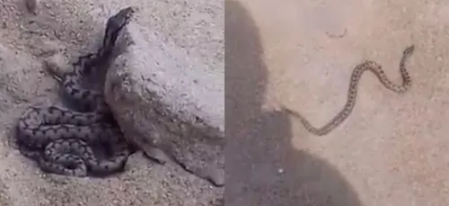 Un serpent sur une plage des Sables-d'Olonne (Vidéo)