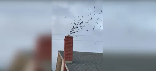 Une maison envahie par des centaines d'oiseaux sauvages (Vidéo)