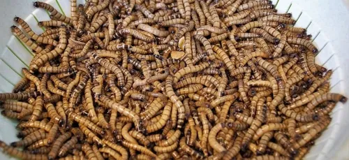 Alimentation : les vers de farines désormais autorisés dans nos...
