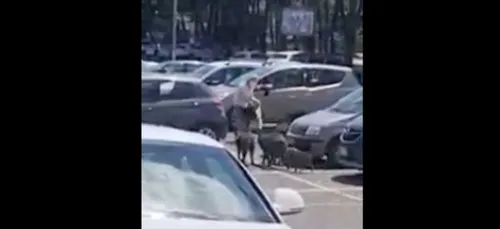 Une femme rackettée par des sangliers sur le parking d'un...