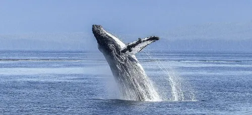 Un pêcheur « avalé » par une baleine s'en sort sain et sauf !