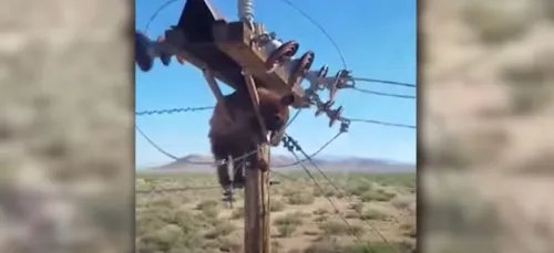 Un ours coincé sur un poteau électrique sauvé in extremis (VIDÉO)