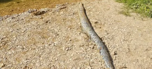 Un boa découvert par des adolescents dans une rivière du Doubs (Photo)
