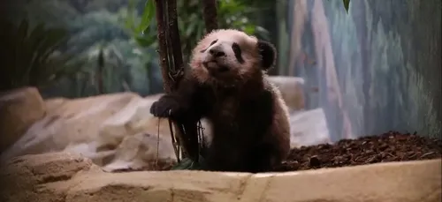 Vidéo - Première sortie de Yuang Meng, le bébé panda, au Zoo de...