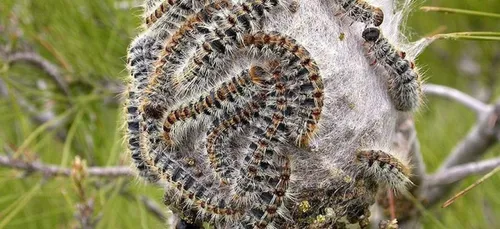 Alerte aux chenilles en Dordogne