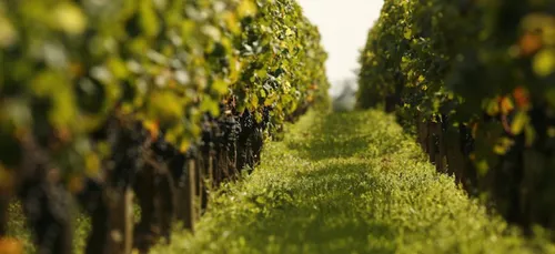 400 hectares de vignes en plus dans le Bordelais