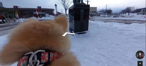 Google Dog View : découvrez le monde à travers une caméra accrochée...