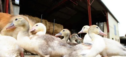Vide sanitaire chez les producteurs de canards