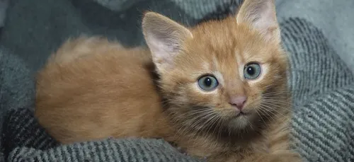 Un petit garçon adopte un chaton présentant le même handicap que lui