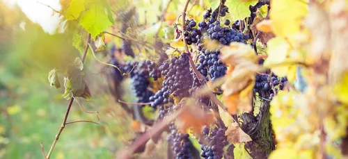 Des vendanges précoces cette année !