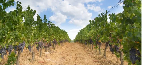 Pesticides dans les vignes : des solutions pour en sortir