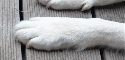 Cinq ans après, ils retrouvent leur chien en Gironde