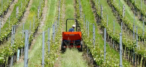 Gironde : des châteaux créent une école de la vigne