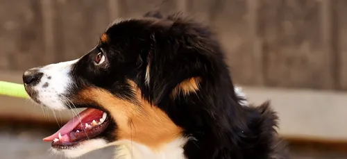 Une "animal's pride" à Bordeaux