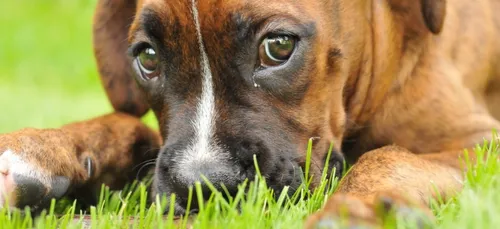 La SPA de Dordogne lance un appel aux dons