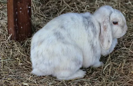 De nouvelles vidéos choc de L214 en Nouvelle-Aquitaine