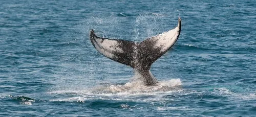 Une nouvelle baleine retrouvée échouée sur le littoral girondin