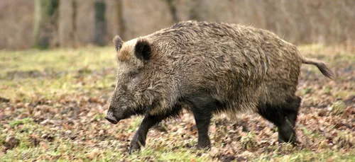 Trop de sangliers en ce moment en Gironde