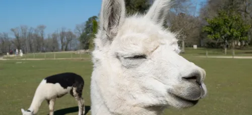 Un lama retrouvé en Dordogne !