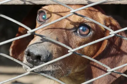 Bien-être animal : coup de gueule de l'association bordelaise Vénus