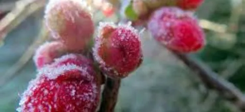Nos légumes doivent aussi se protéger du froid