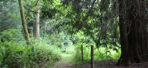 Gironde : un sans-abri retrouvé mort dans un bois