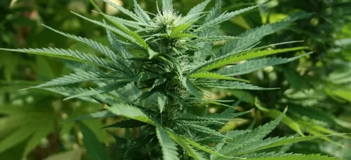 Dordogne : il appelle les gendarmes pour un vol... de cannabis
