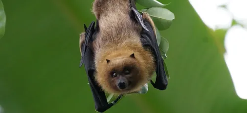 Gironde : des chauves-souris pour remplacer les pesticides dans les...