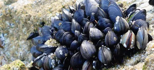 Bassin d’Arcachon : la pêche et la consommation de moules interdites